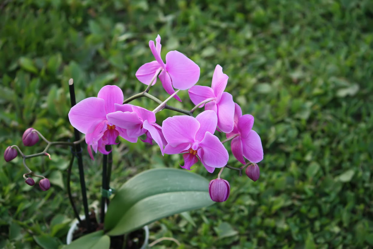 Plante Grimpante De La Famille Des Orchidées Les Plantes Epiphytes
