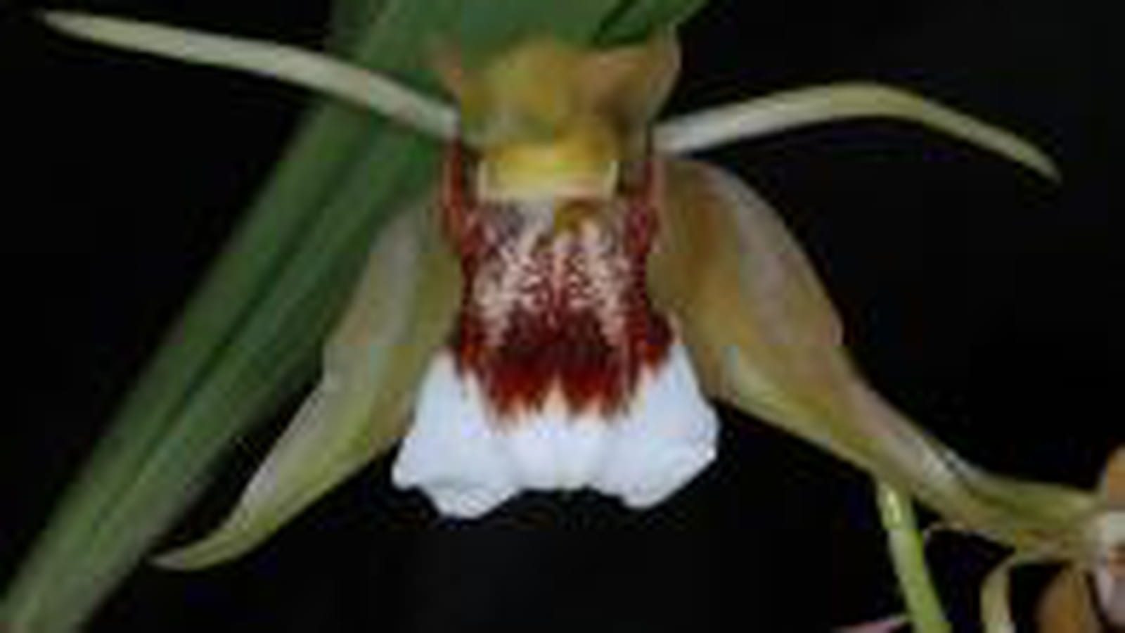 Coelogyne zahlbrucknerae