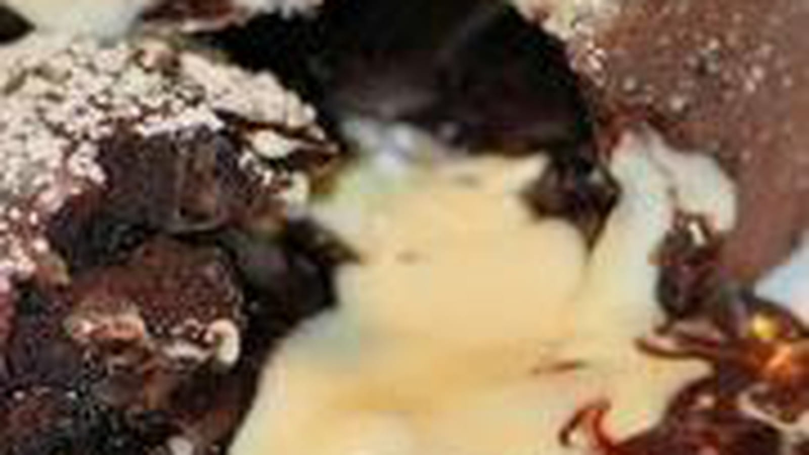 Coulants au cacao et coeur de chocolat blanc