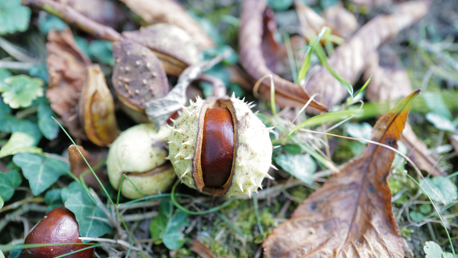 Marrons et feuilles mortes 