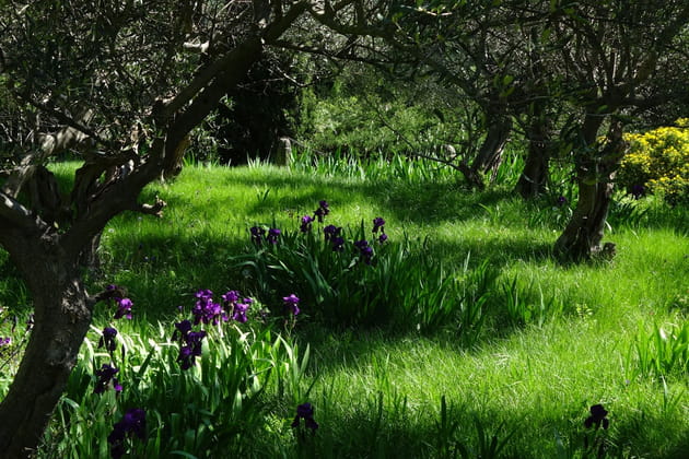 Une certaine liberté de plantation