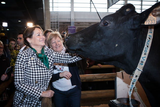Ségo, en pied-de-poule avec une vache