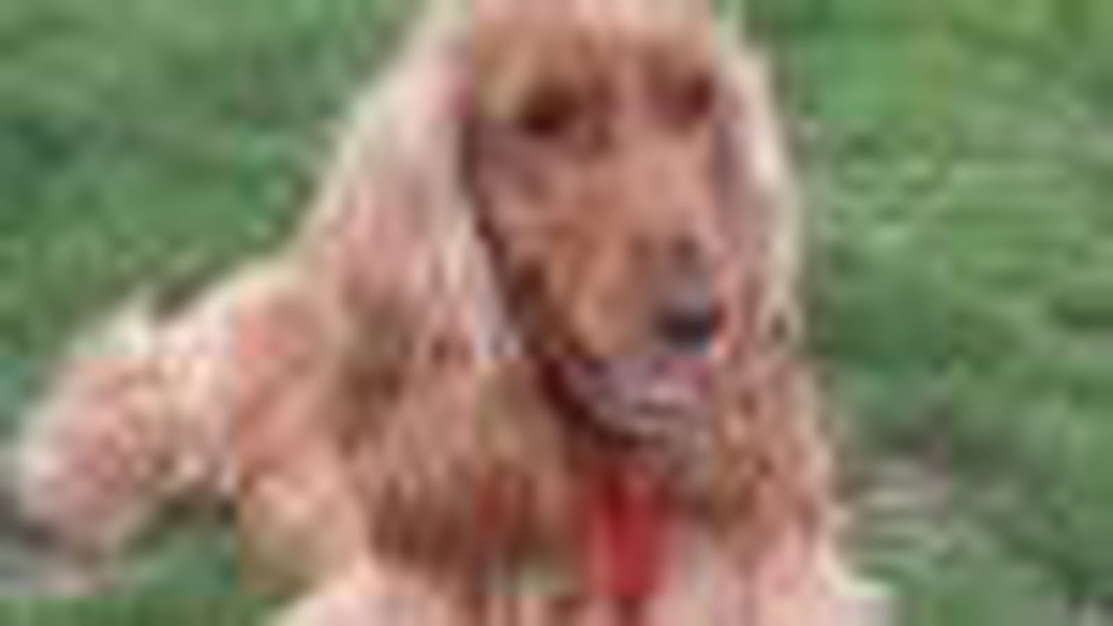 Le cocker spaniel