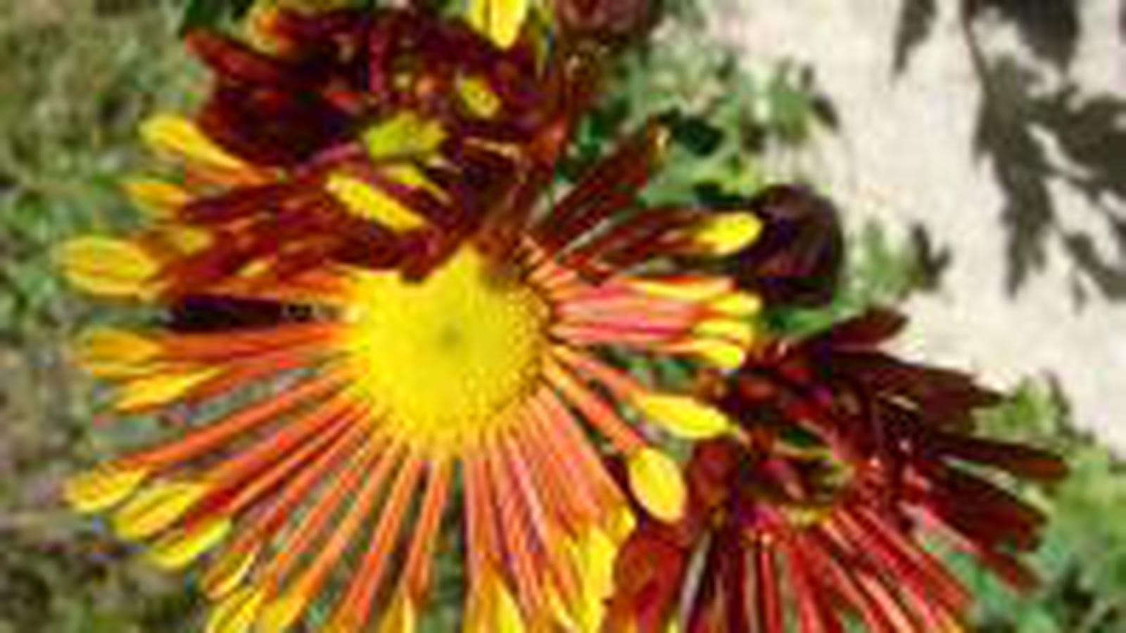 Marguerite originale