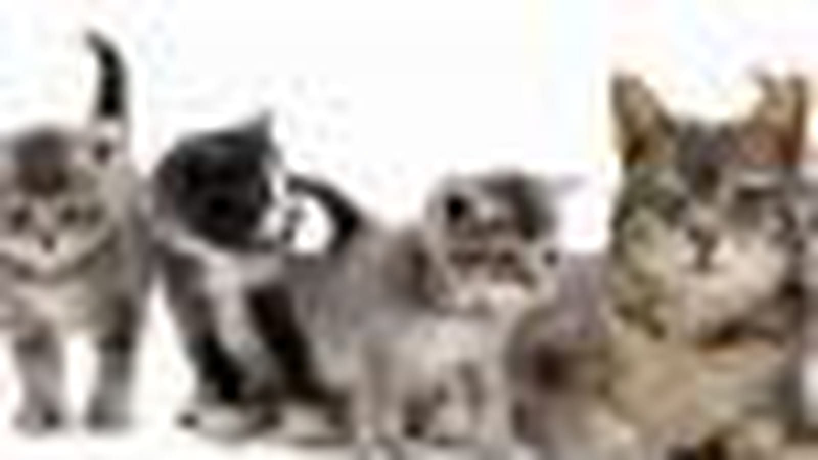 Bella et ses chatons