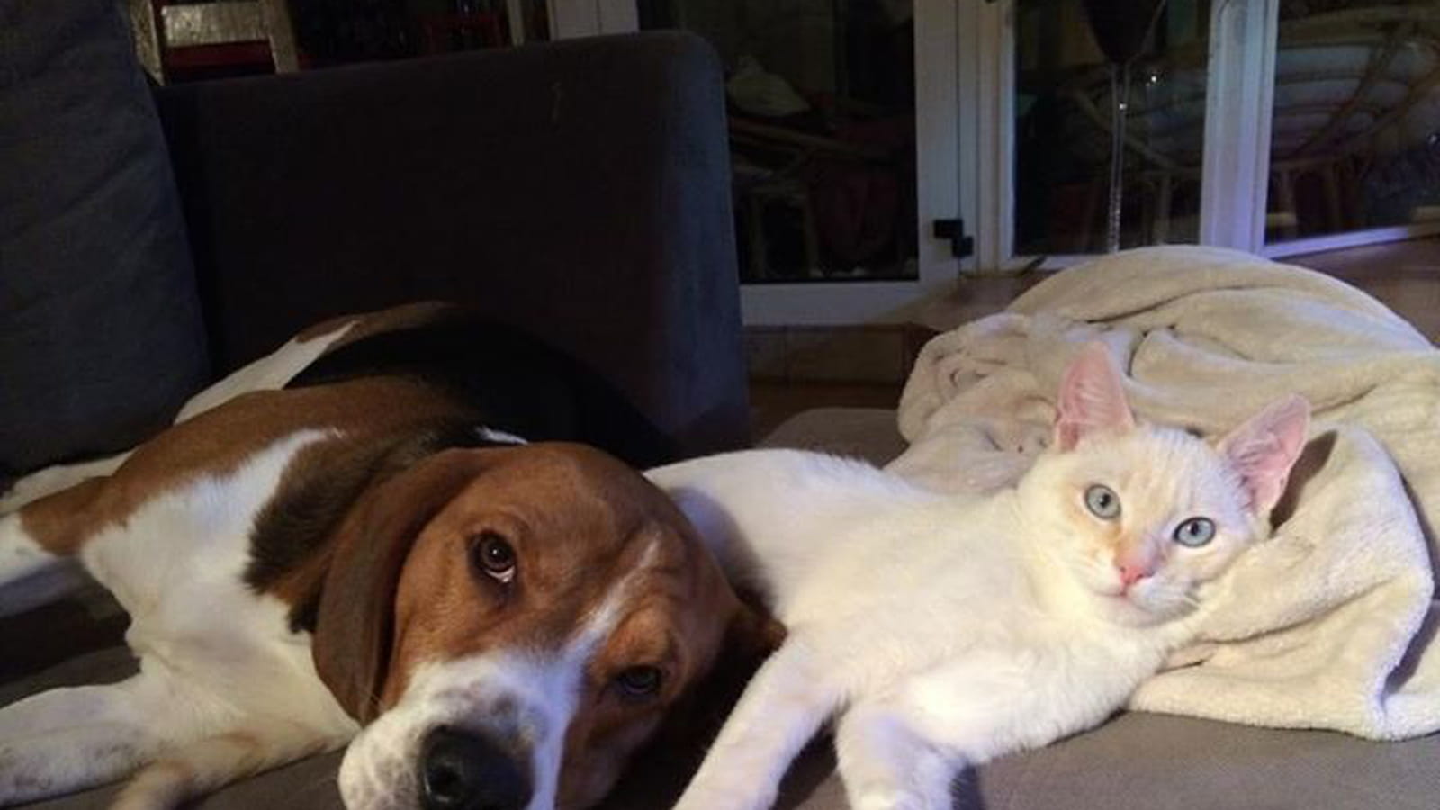 Noémie Honiat, comme chien et chat