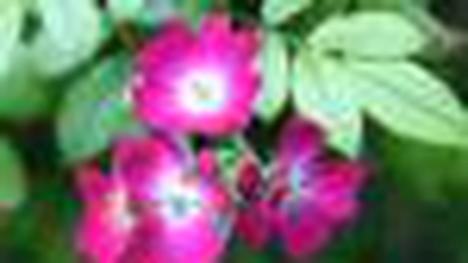 Fleurs