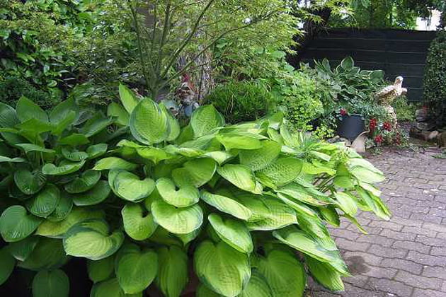 Un jardin vert près de Valence