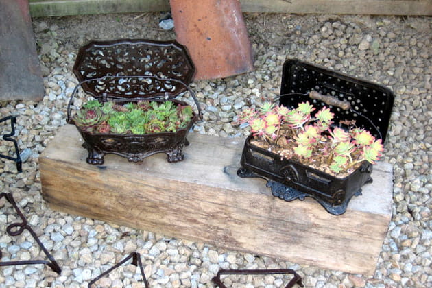 Chaufferettes pour succulentes