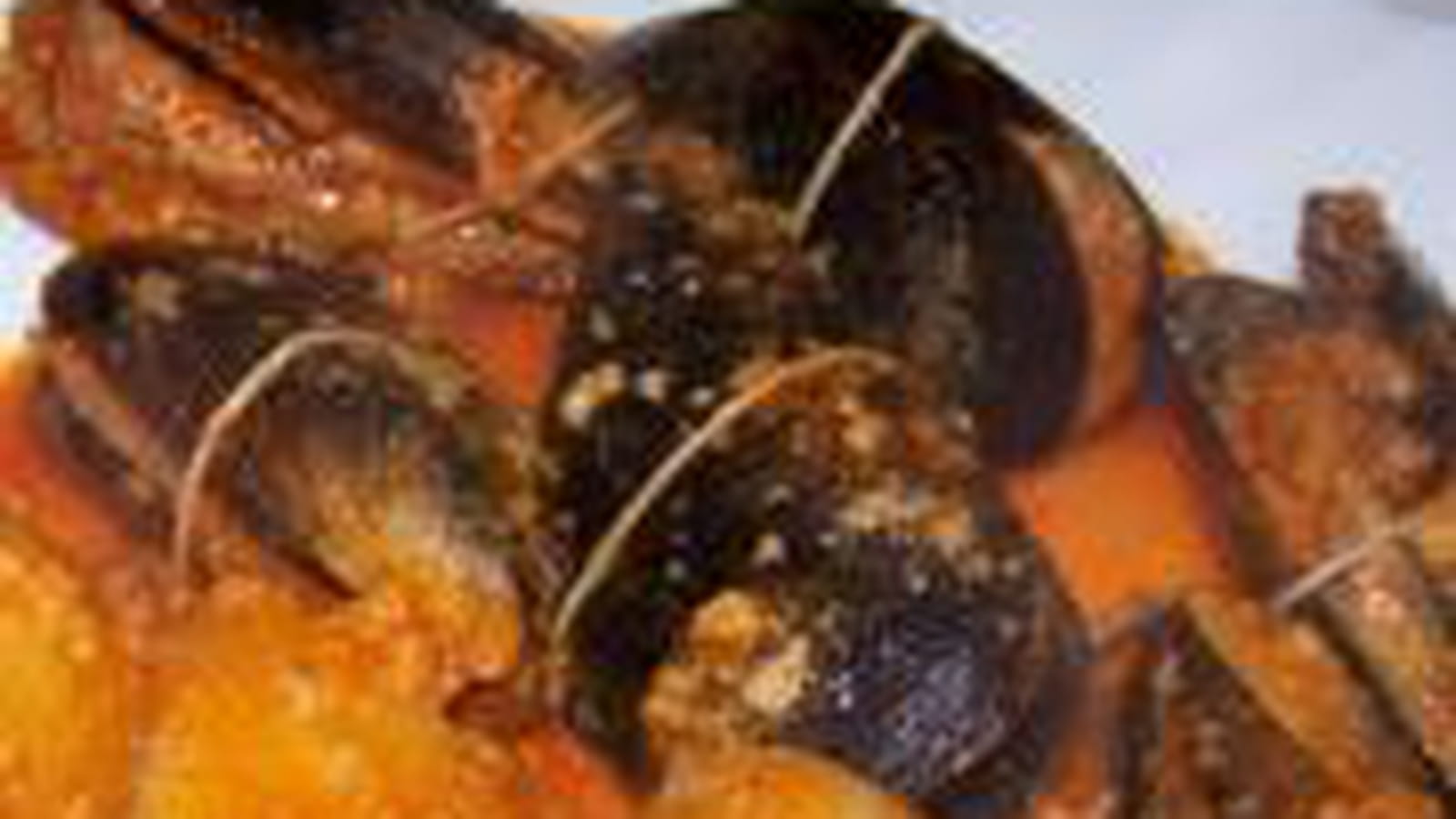 Moules farcies à la sétoise