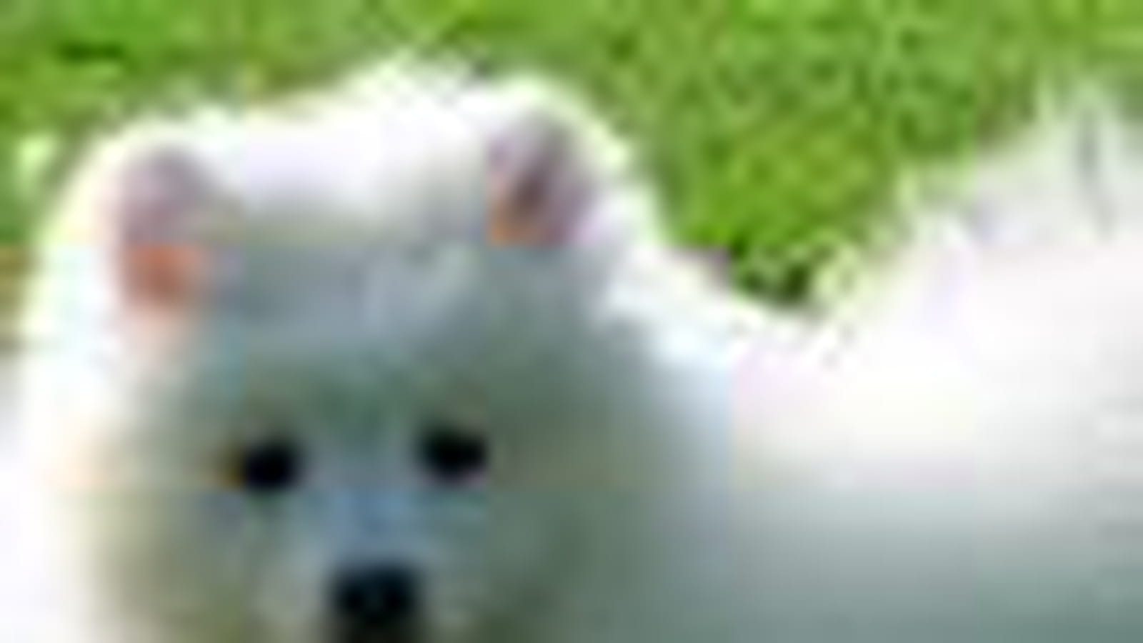 Le spitz japonais