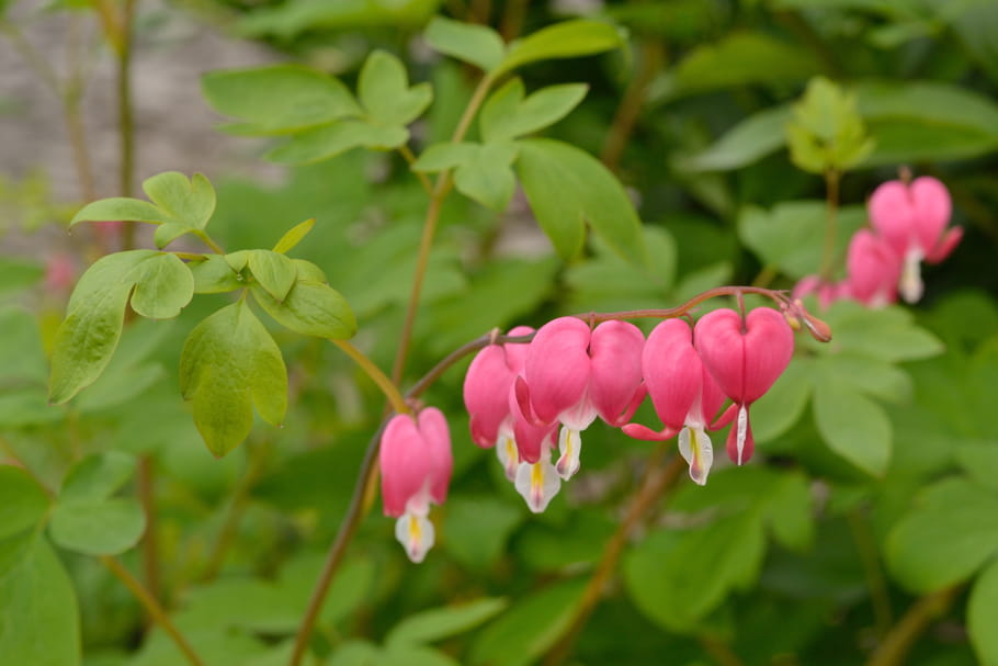 Que Planter En Fevrier