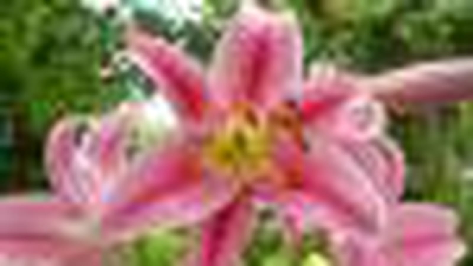 Lys Stargazer