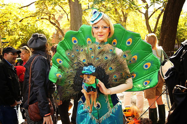 Un paon d'un nouveau genre