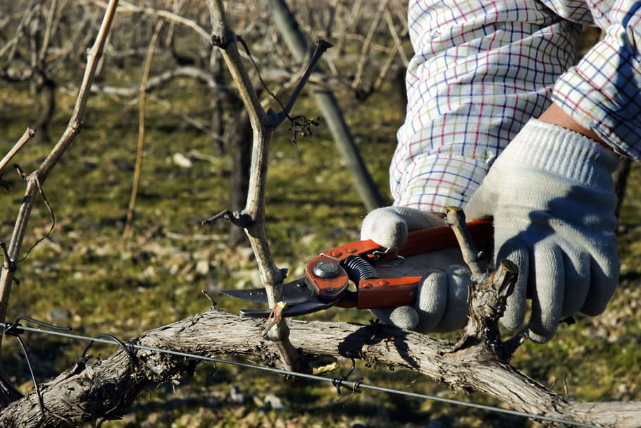 Tailler une vigne