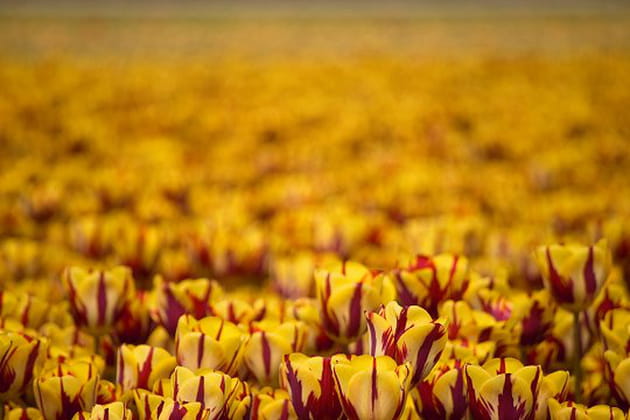 La tulipe, une anthologie