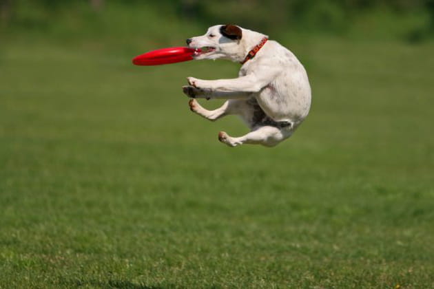 Le frisbee pour chien, un sport en vogue