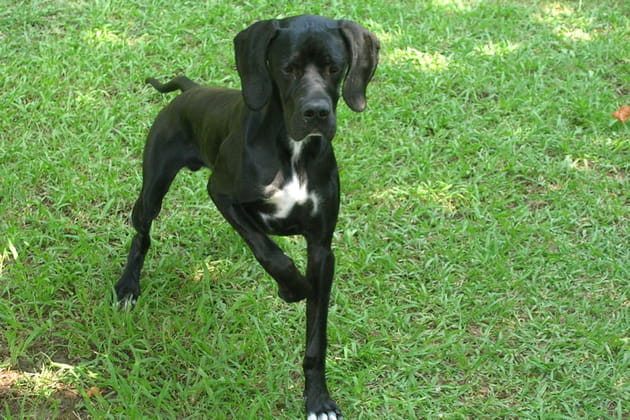 Jeu sur trois pattes