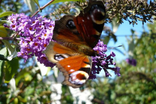 Papillon de lumi&egrave;re