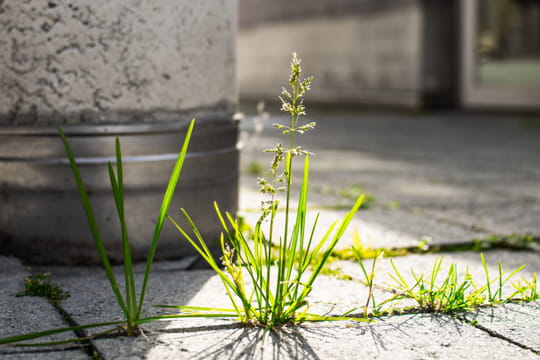 Voici la m&eacute;thode la plus simple et la plus naturelle pour vous d&eacute;barrasser des mauvaises herbes