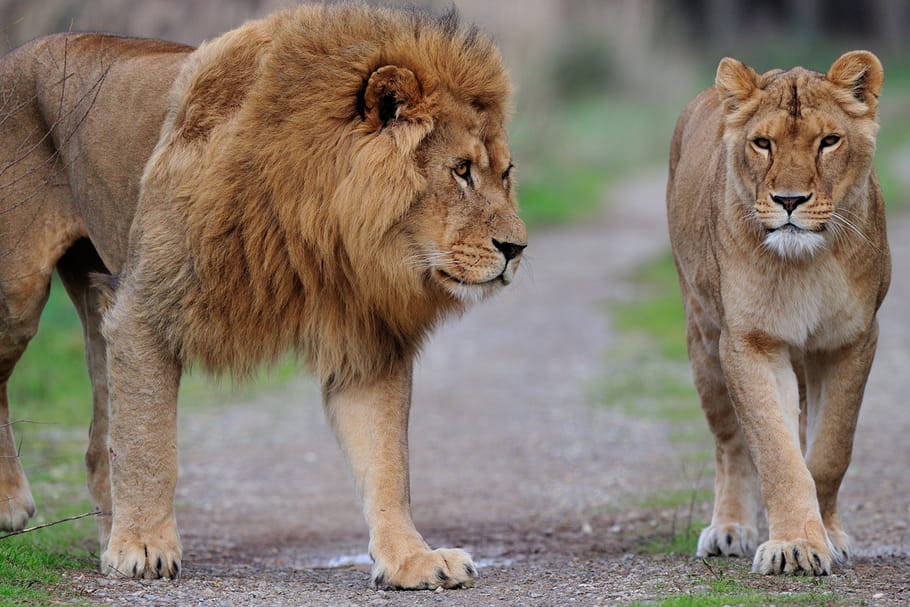 La réserve africaine de Sigean, pour vivre un safari en famille