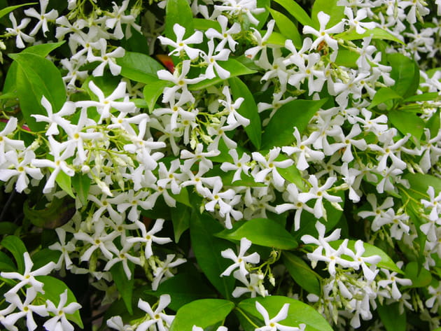 Jasmin étoilé Winter Ruby® 'Trared'