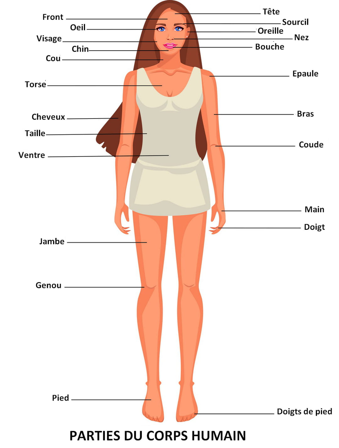 Parties Du Corps Humain Diagramme M dical Des Parties Du Corps Humain