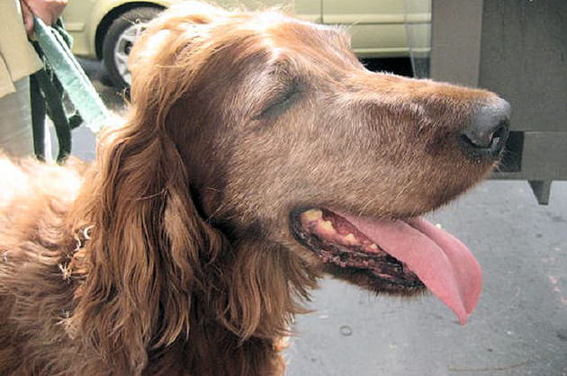 Une belle robe ch&acirc;taigne