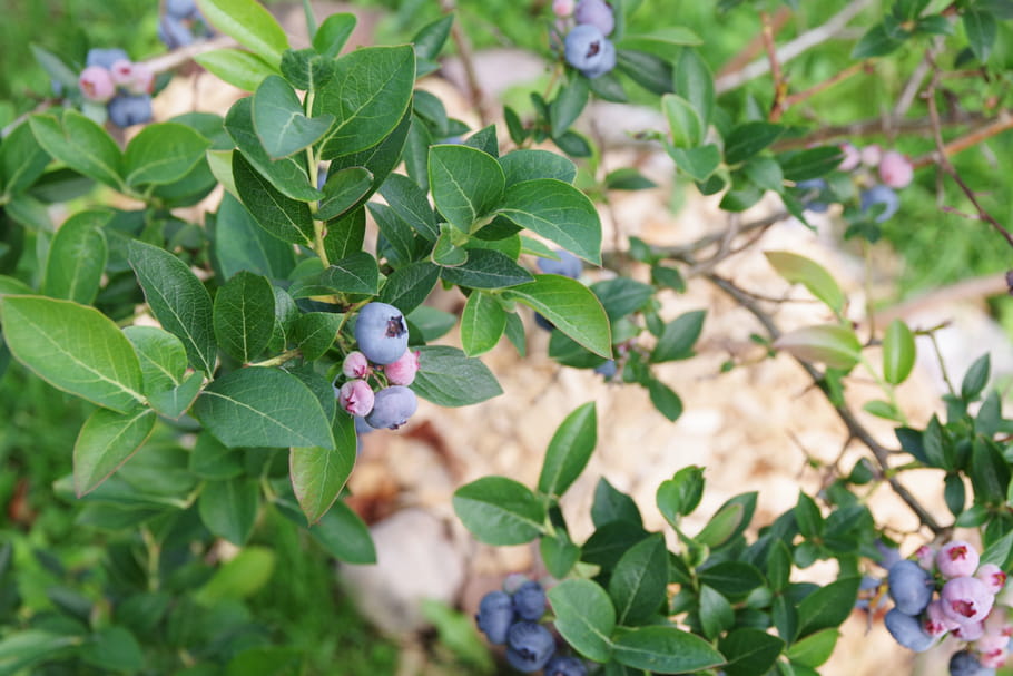 Les différentes variétés de Vaccinium