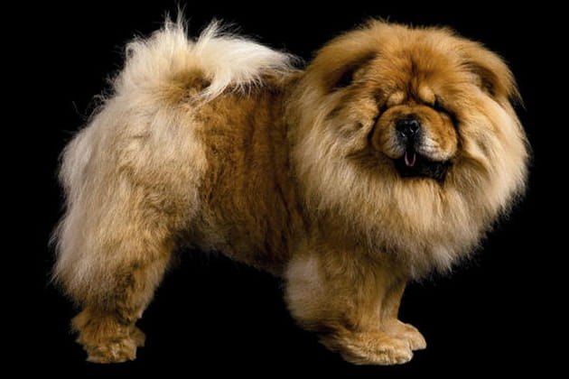 Sunshine, chow-chow