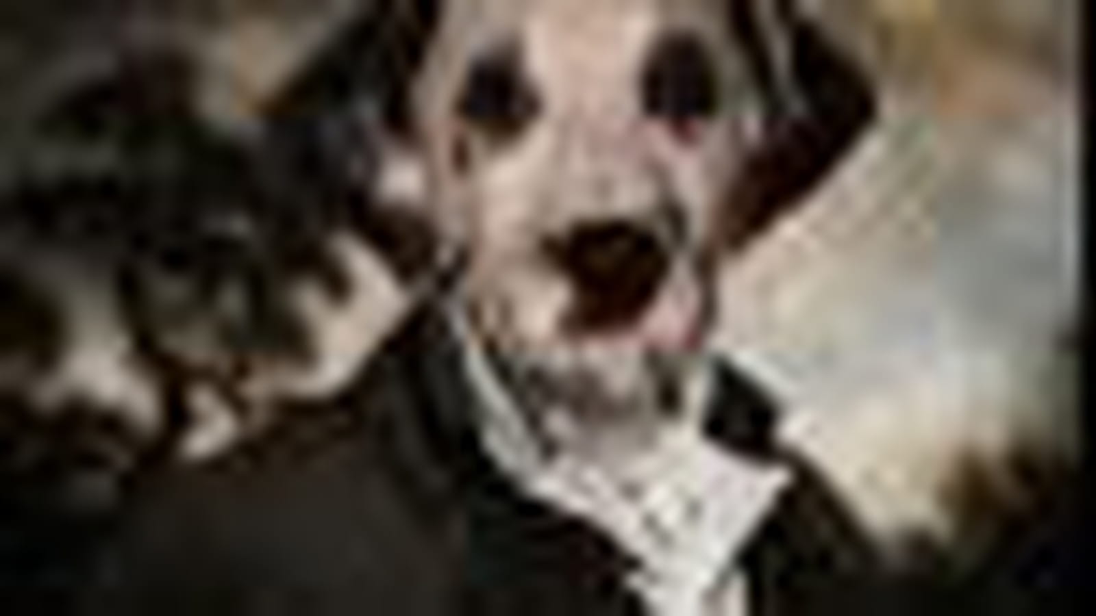Dalmatien lord