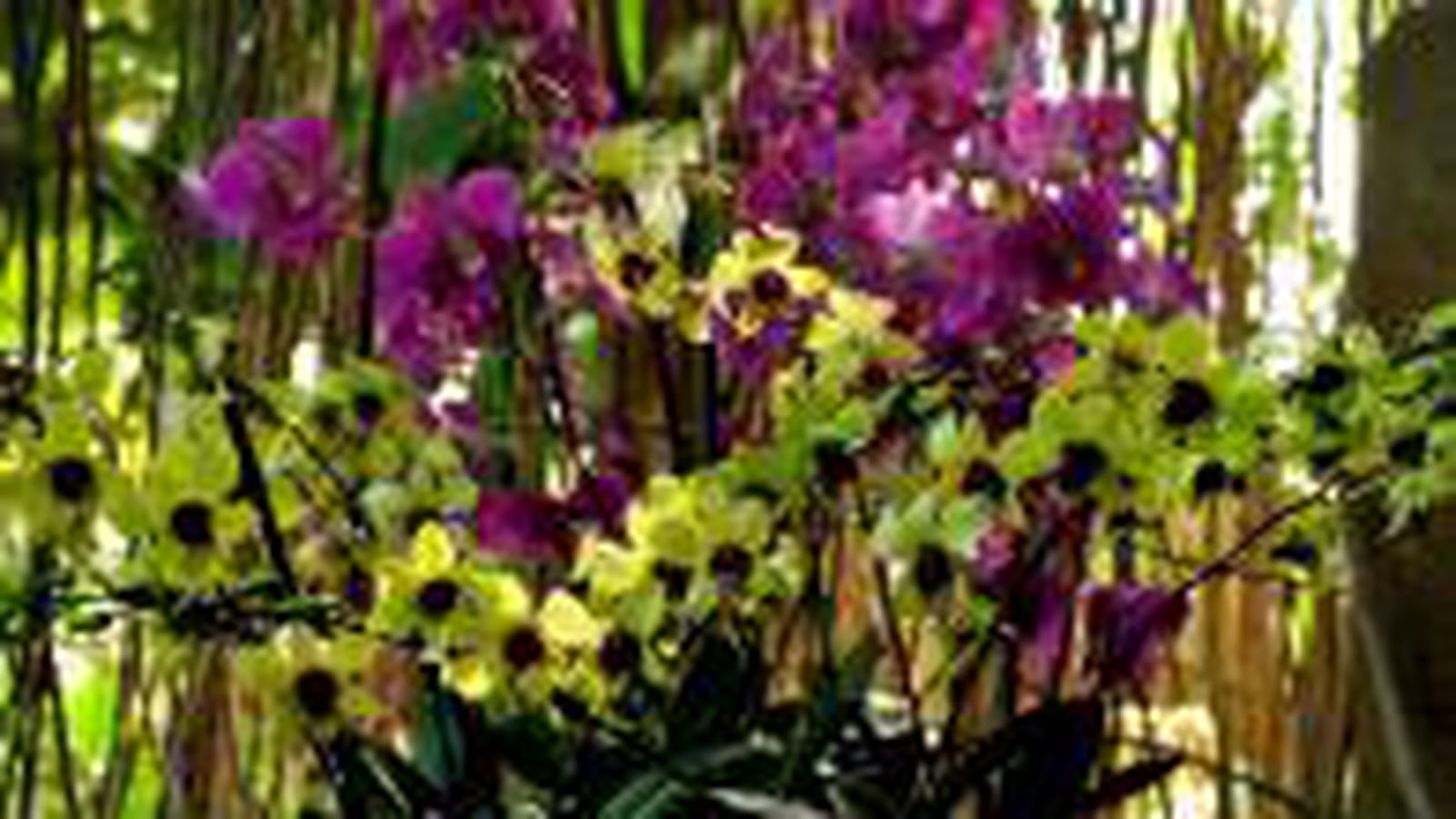 Orchidées jaune et violet
