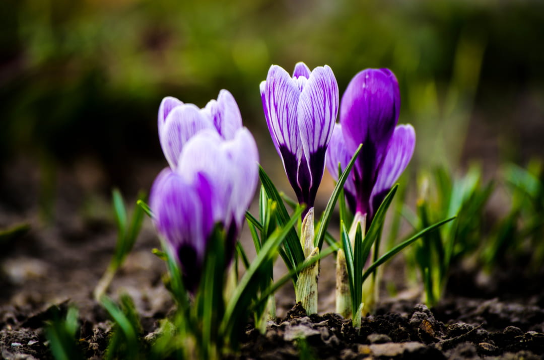 crocus