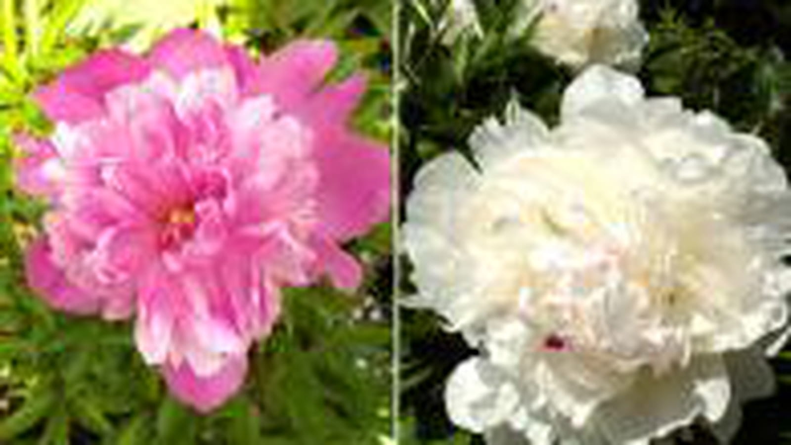 Pivoines