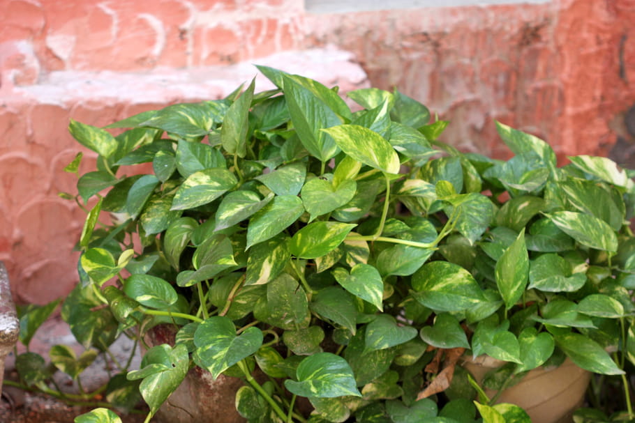 Pothos (Scindapsus)