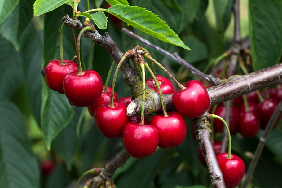 Comment éviter les vers dans les cerises ?