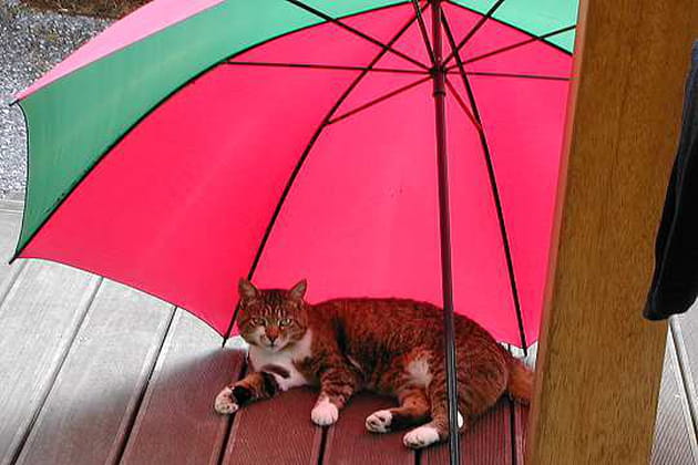 Le parapluie parasol
