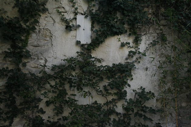 Du lierre pour habiller les murs
