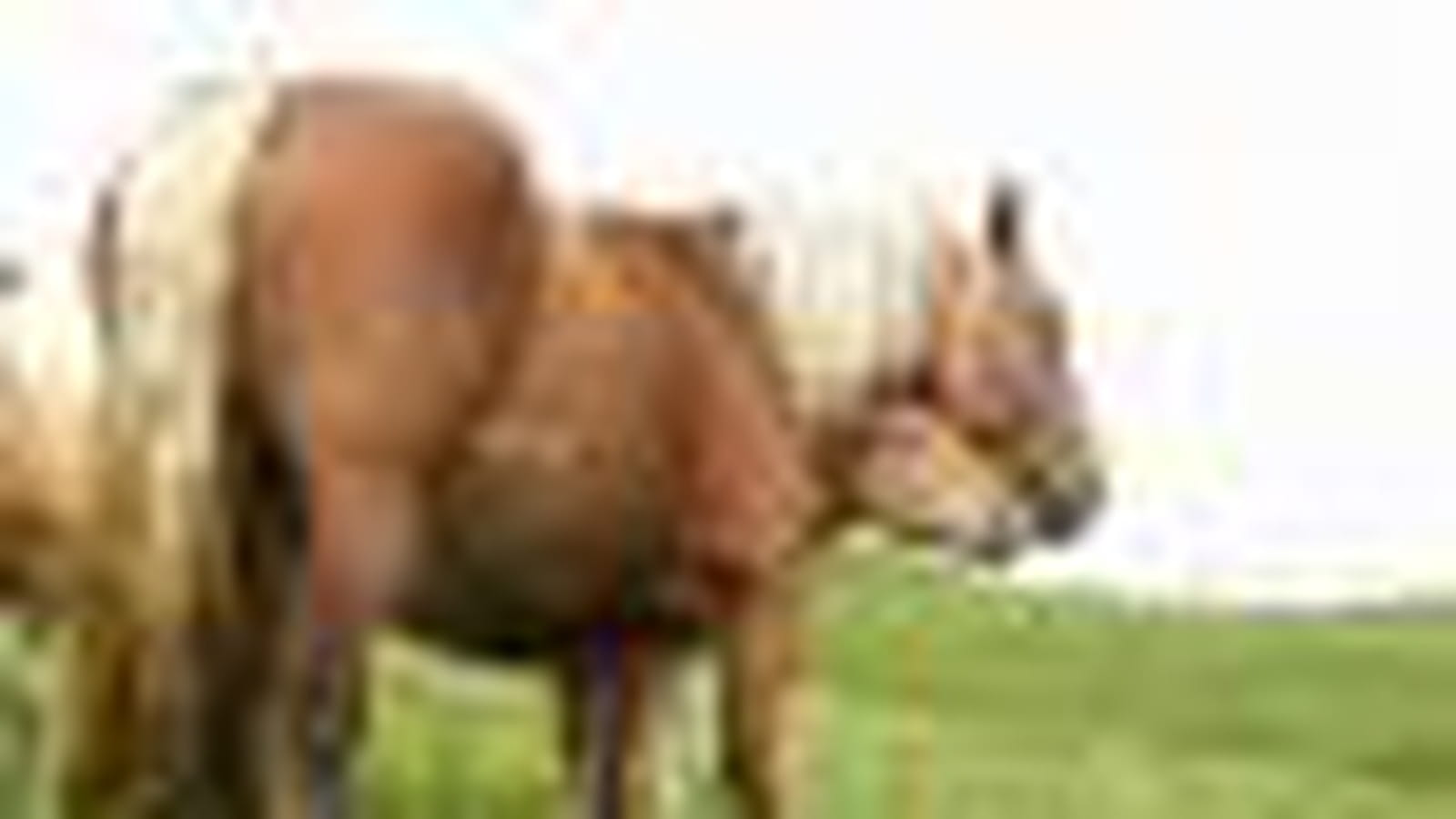Cheval de traie