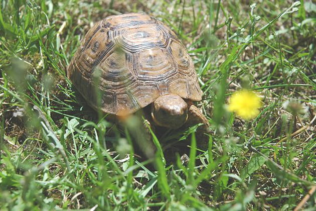Une vie de princesse pour Choupette