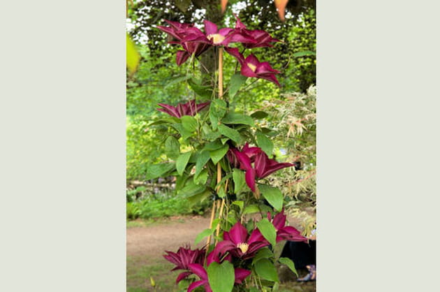 Clematis 'Bourbon', un rouge profond