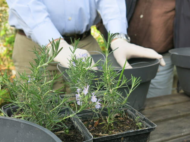 Etape 1 : le choix des plantes