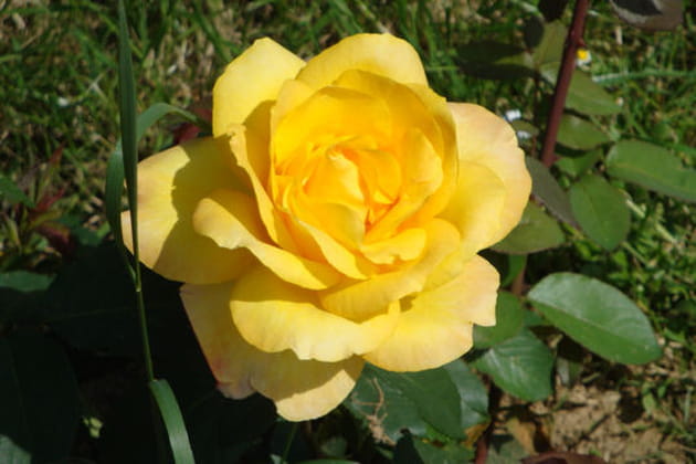 Une rose qui vaut de l'or