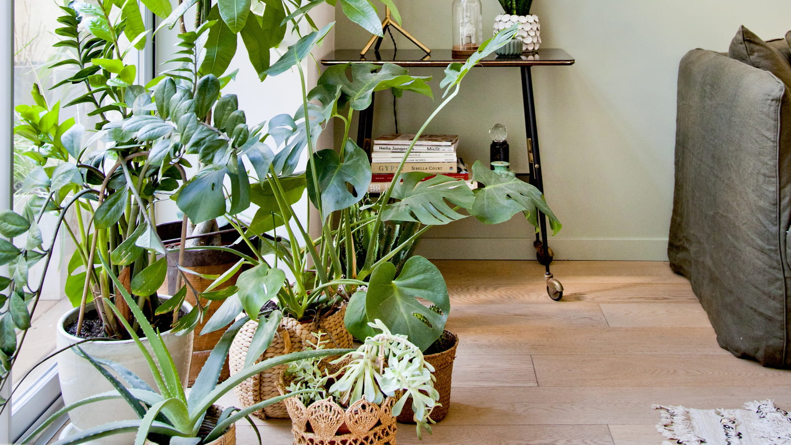 Plantes vertes