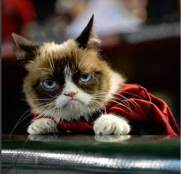 Grumpy Cat