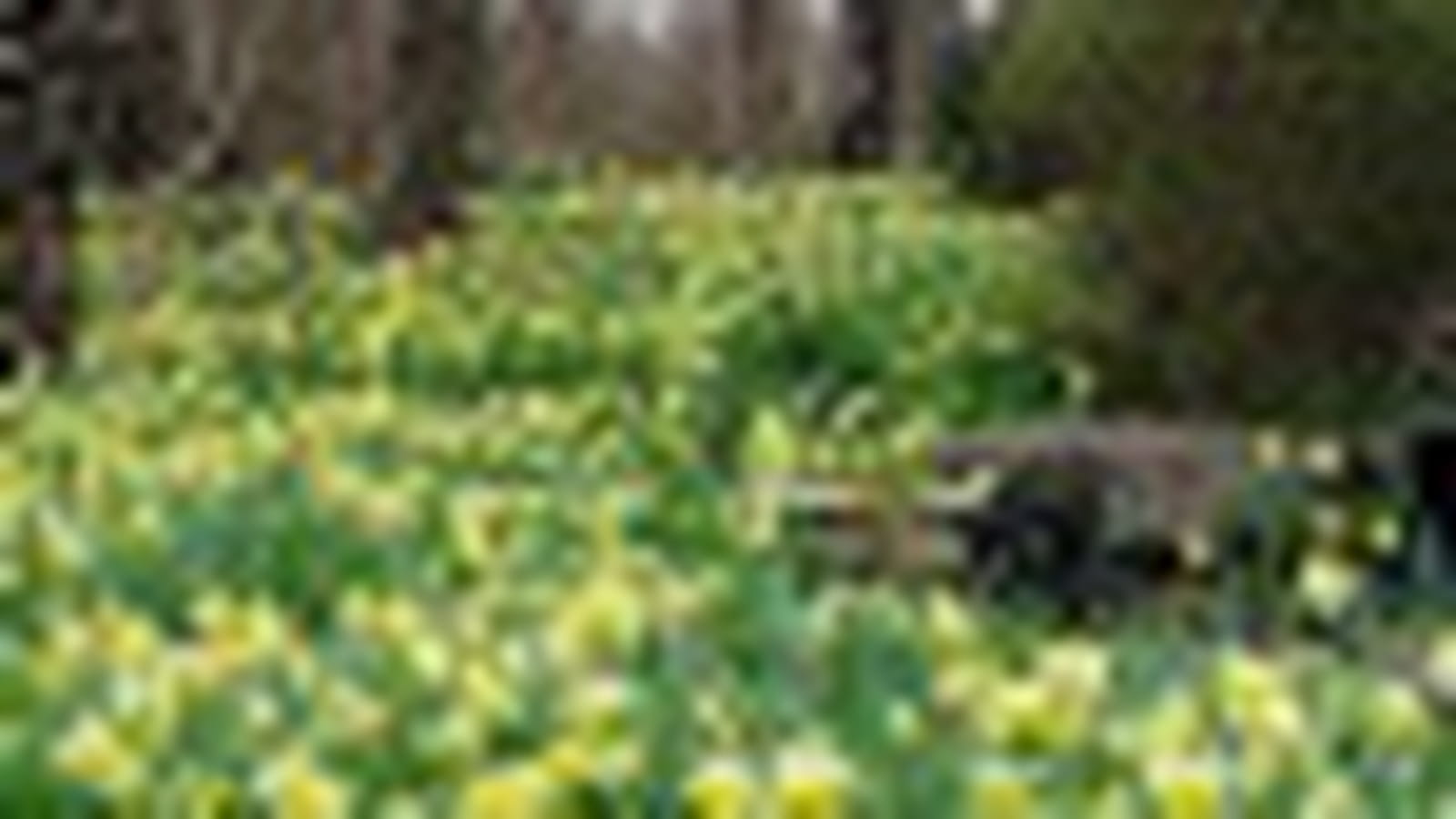 Champ de narcisses