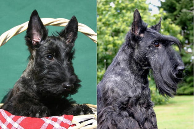 Le scottish terrier
