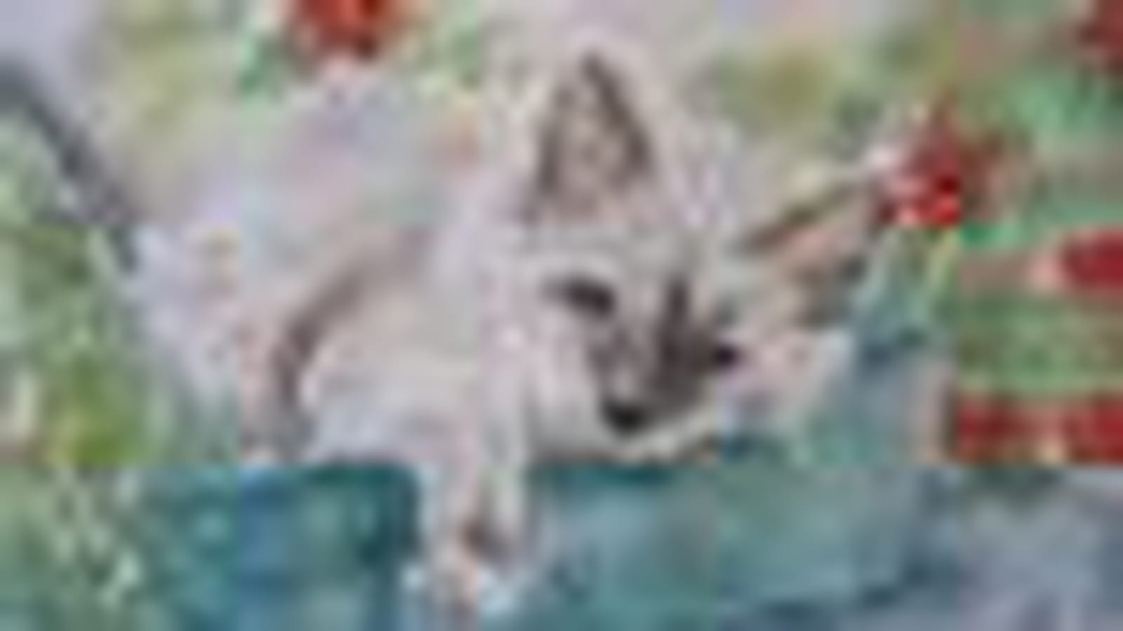 Chat Birman