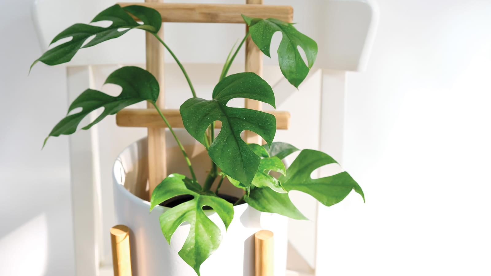 Monstera