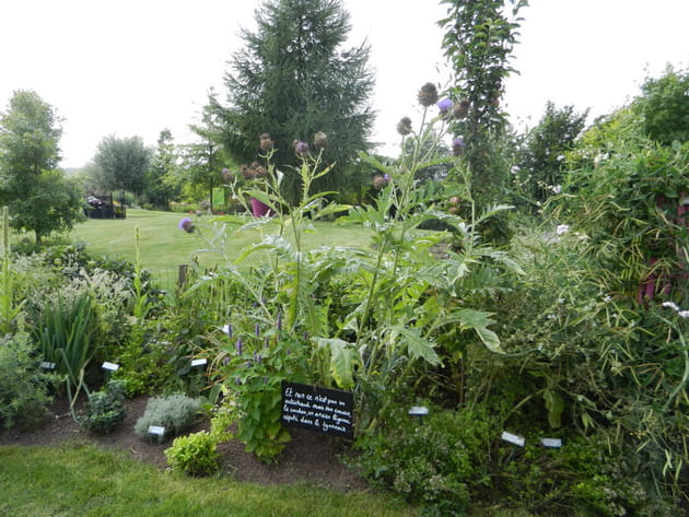 Le cardon, ce cousin de l'artichaut